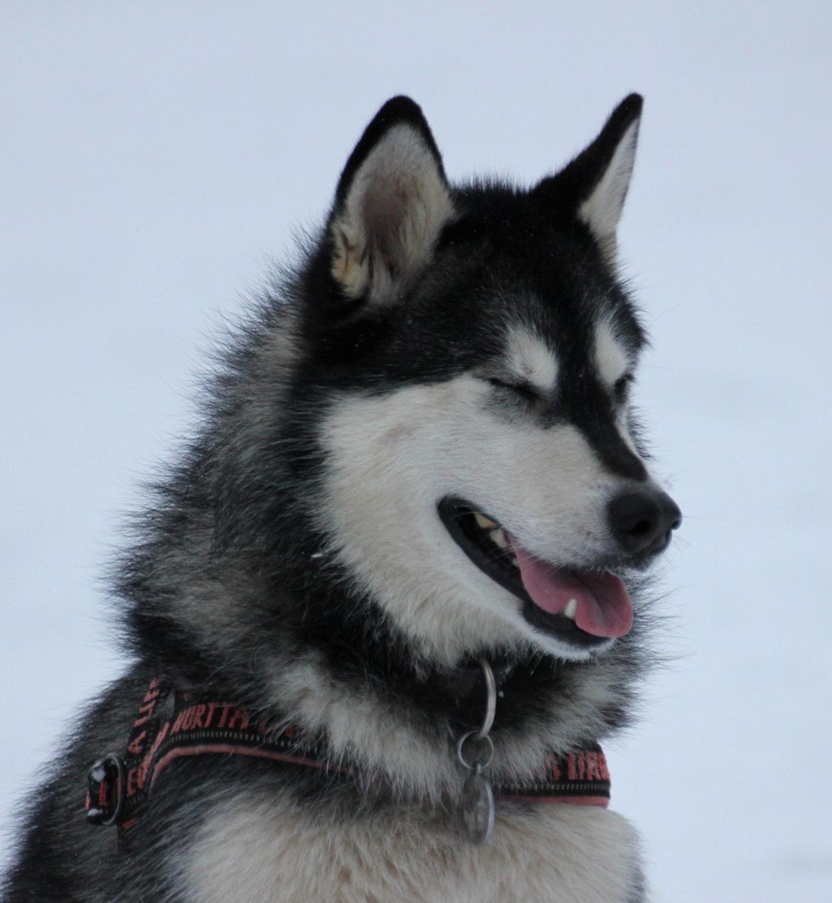 Alaskan malamute Laika *Aflivet* billede 26