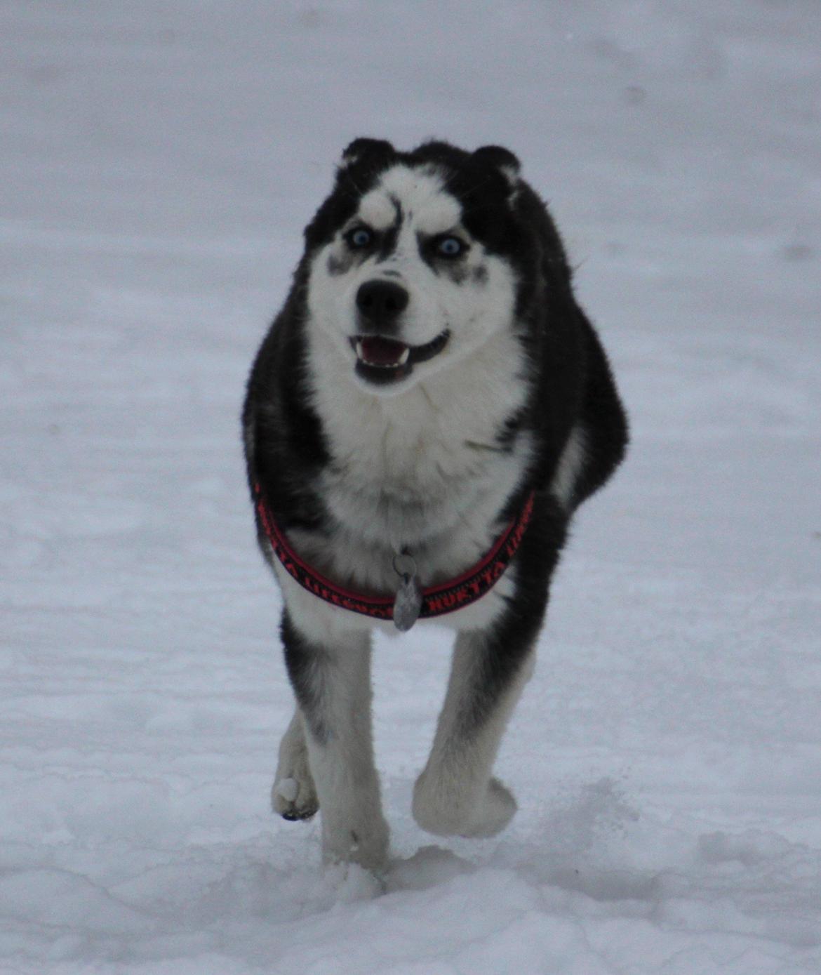 Siberian husky Einstein billede 19