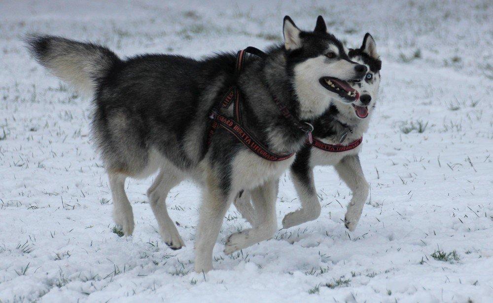 Alaskan malamute Laika *Aflivet* billede 27