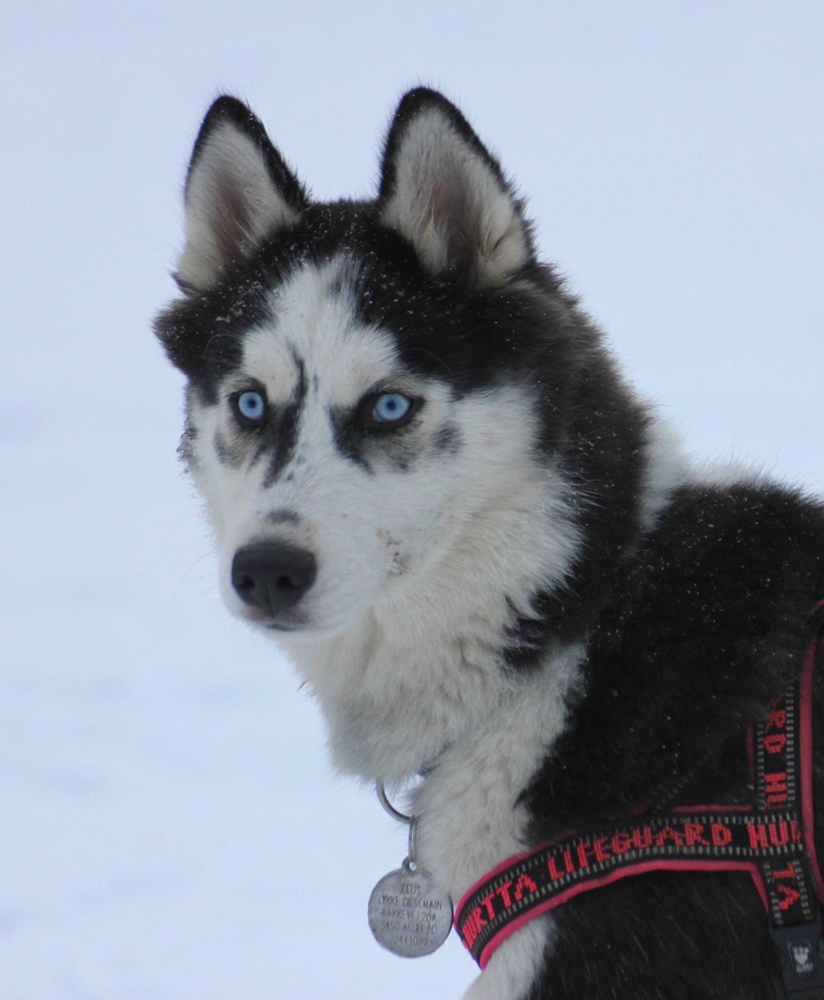 Siberian husky Einstein billede 20