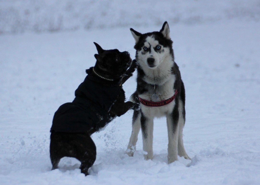 Siberian husky Einstein billede 21