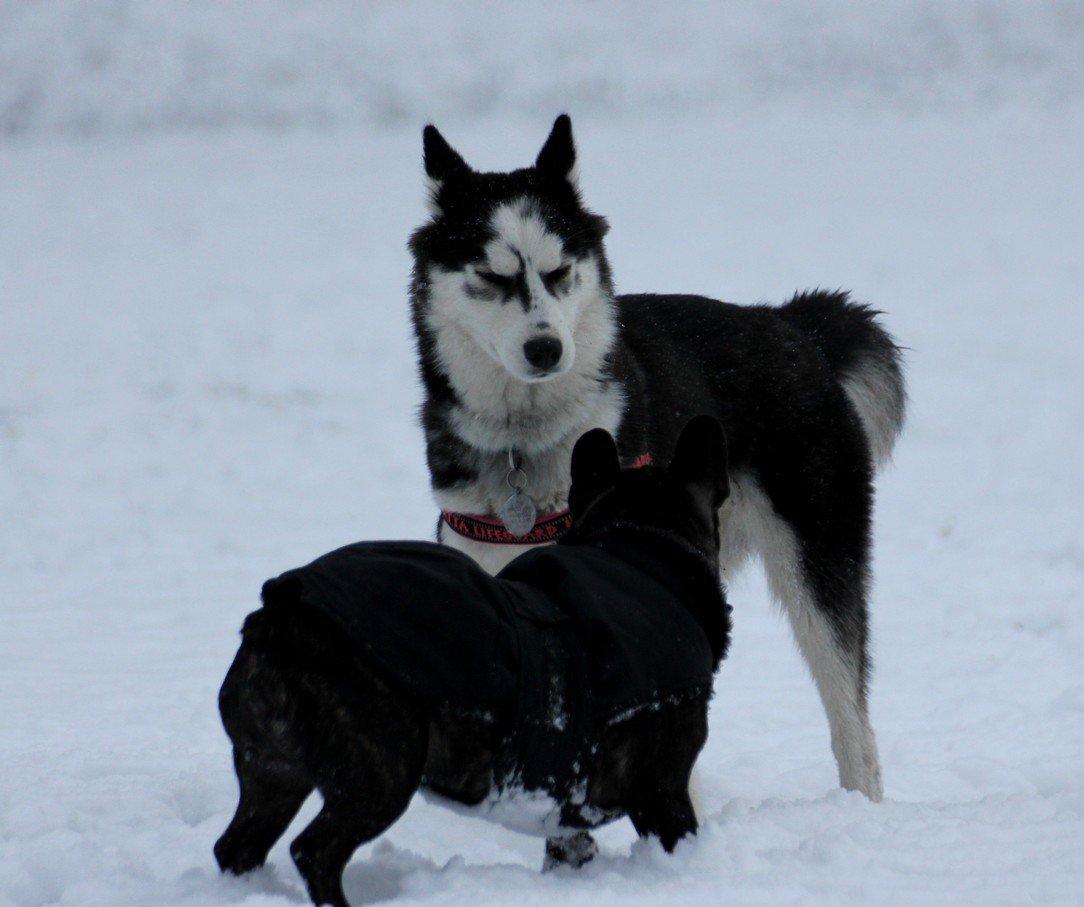 Siberian husky Einstein billede 22
