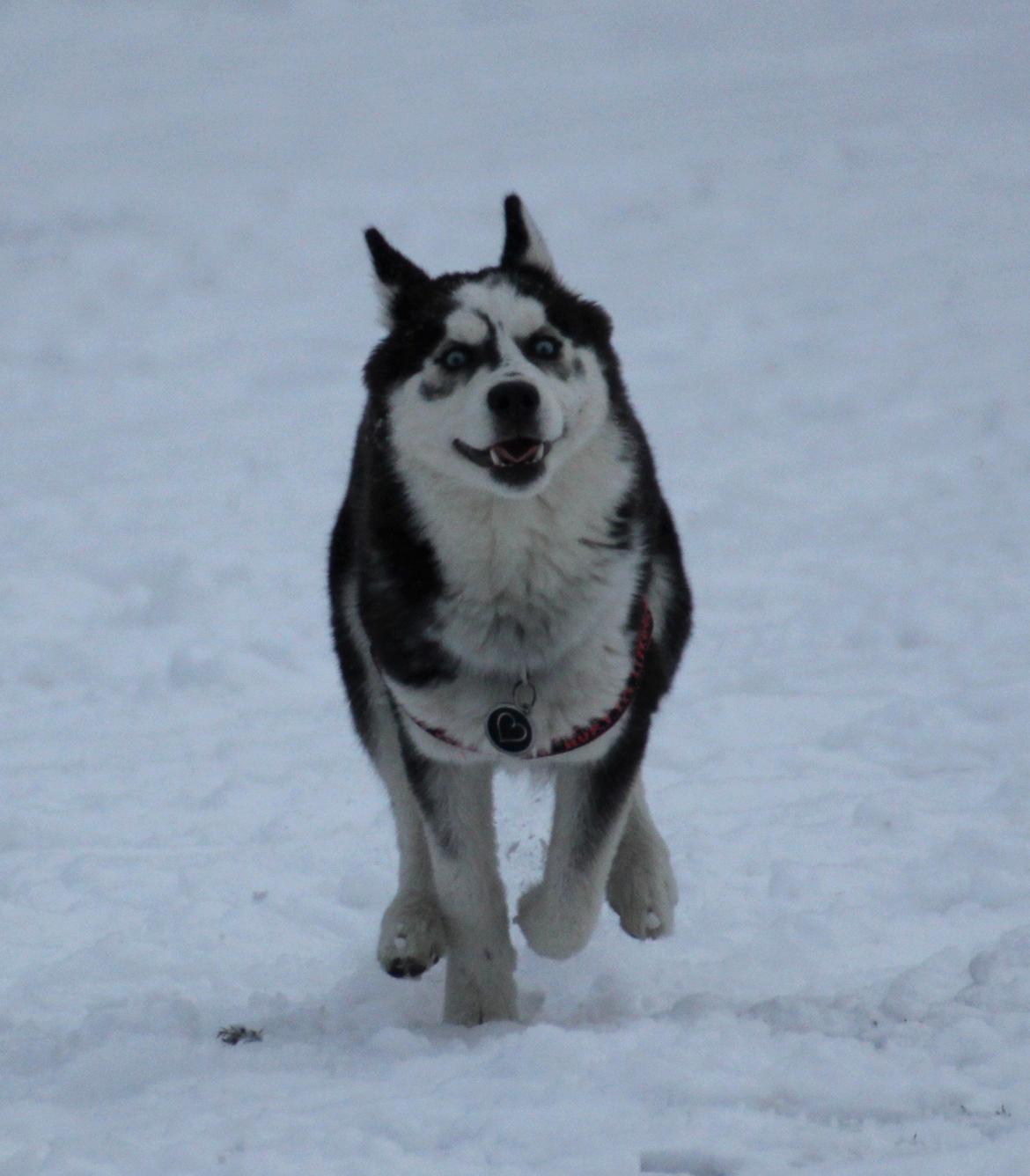 Siberian husky Einstein billede 23