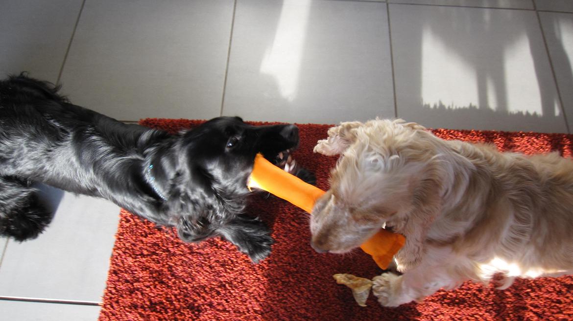 Cocker spaniel Buller billede 17