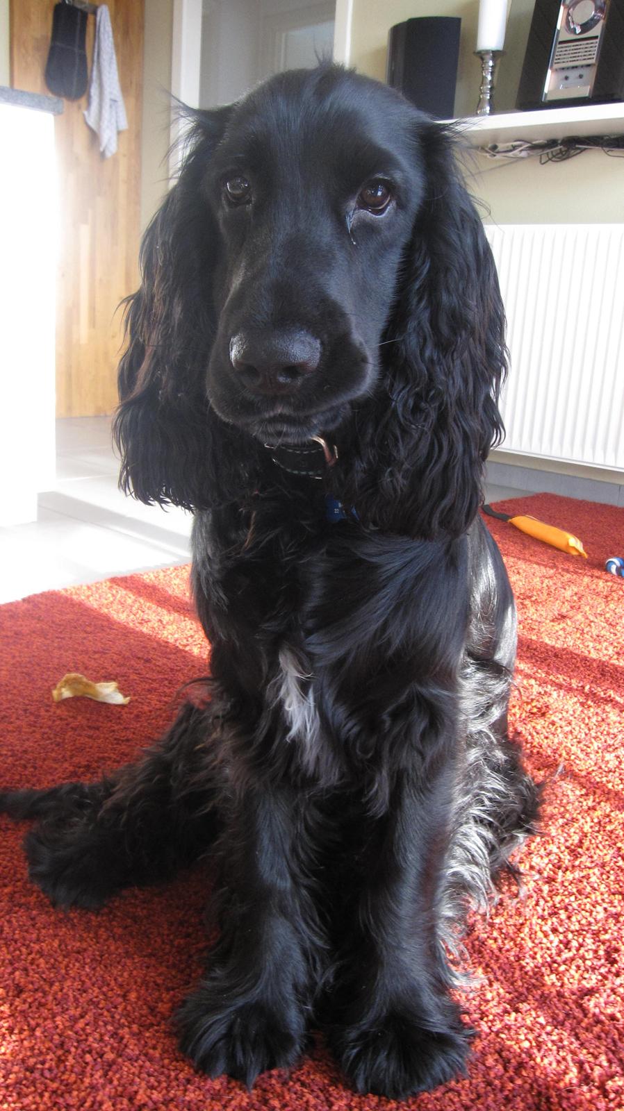 Cocker spaniel Buller billede 18