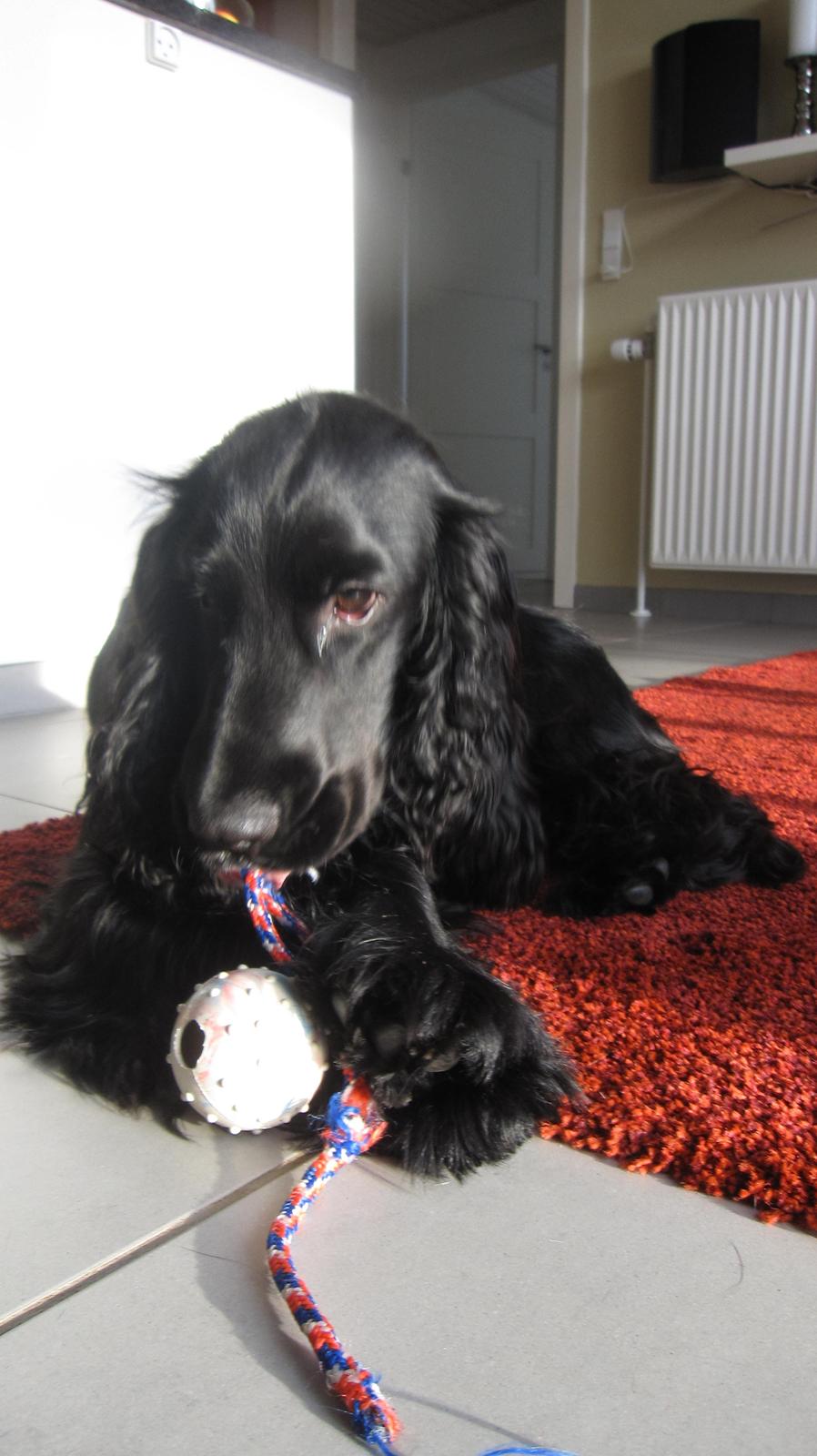 Cocker spaniel Buller billede 19