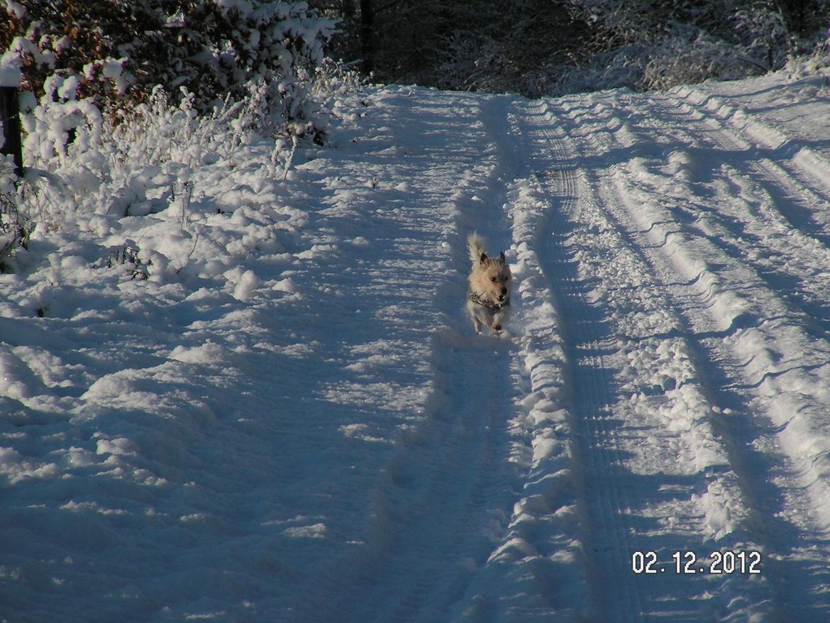 Jack russell terrier Tot - Tot nyder en tur i snevejret :D  billede 15