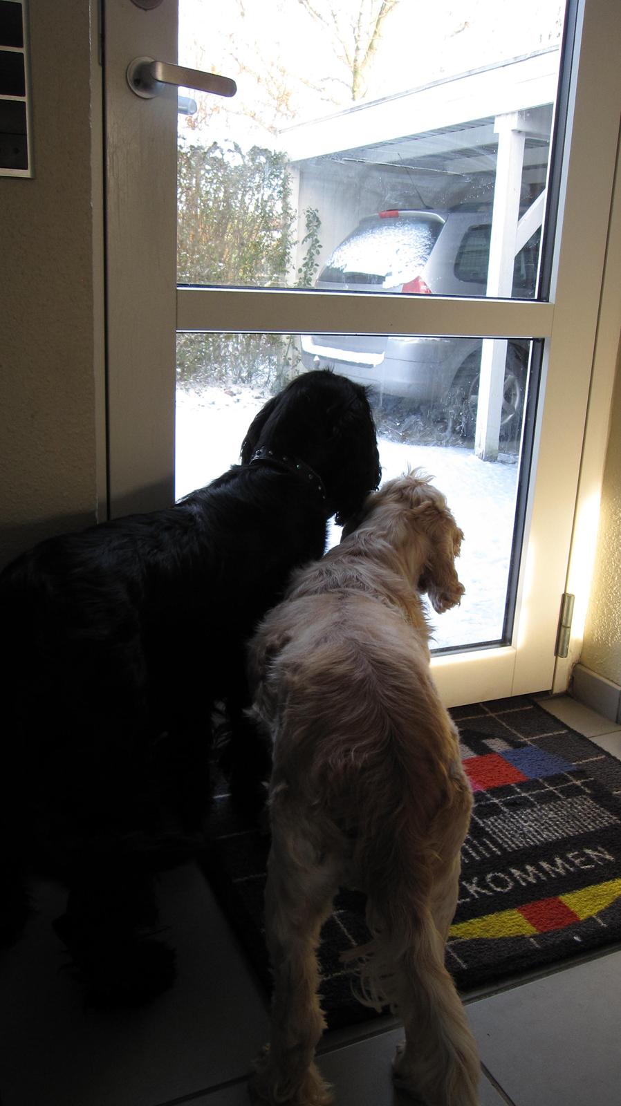 Cocker spaniel Buller - Venter på far kommer hjem billede 20