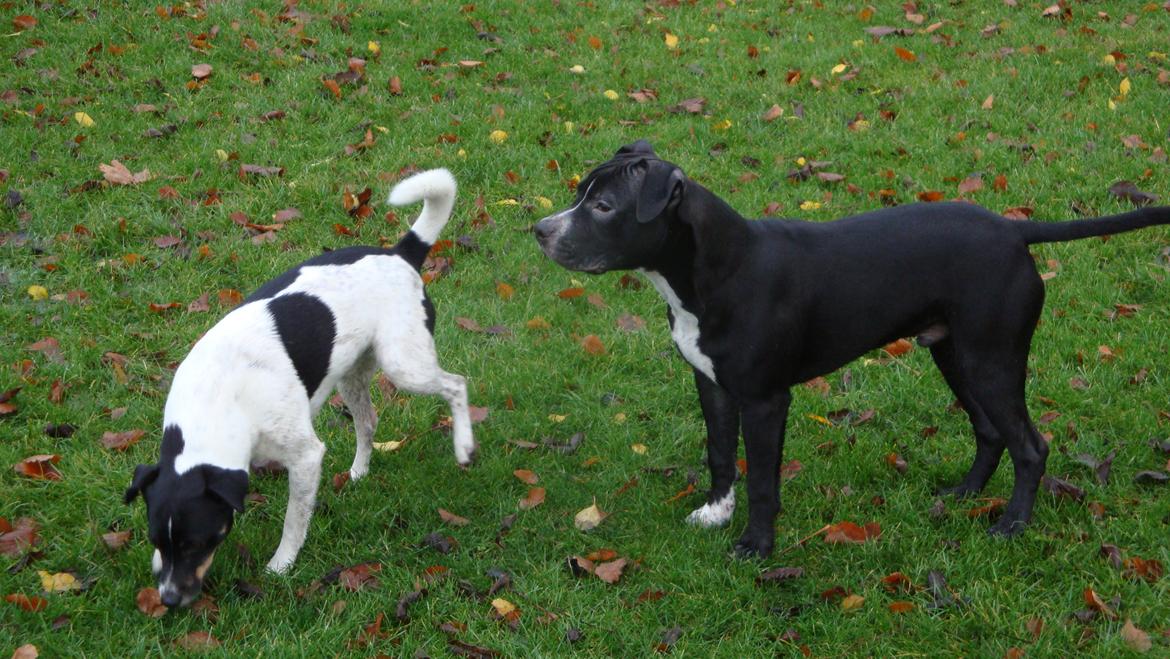 Blanding af racer Anton billede 1