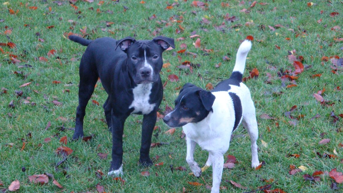 Blanding af racer Anton billede 2