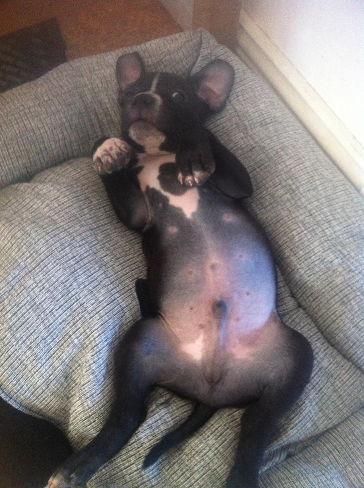 Blanding af racer Anton billede 3