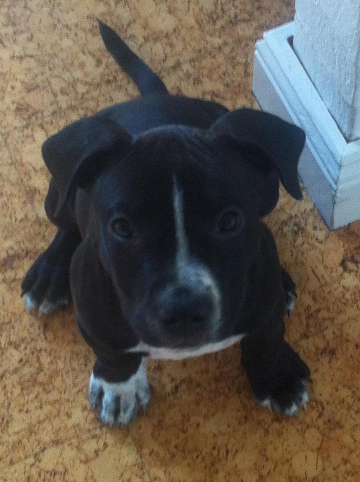 Blanding af racer Anton billede 4