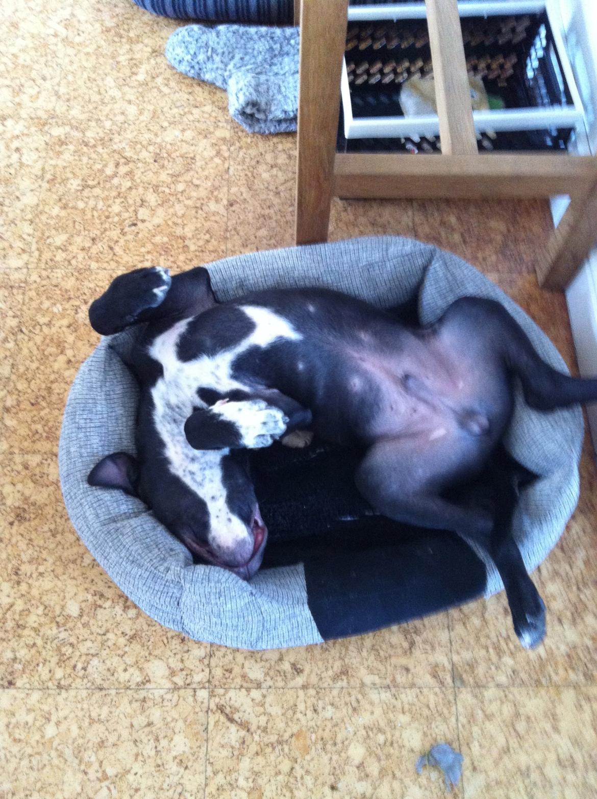 Blanding af racer Anton billede 5