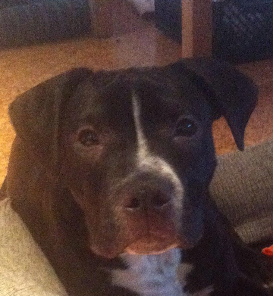 Blanding af racer Anton billede 6