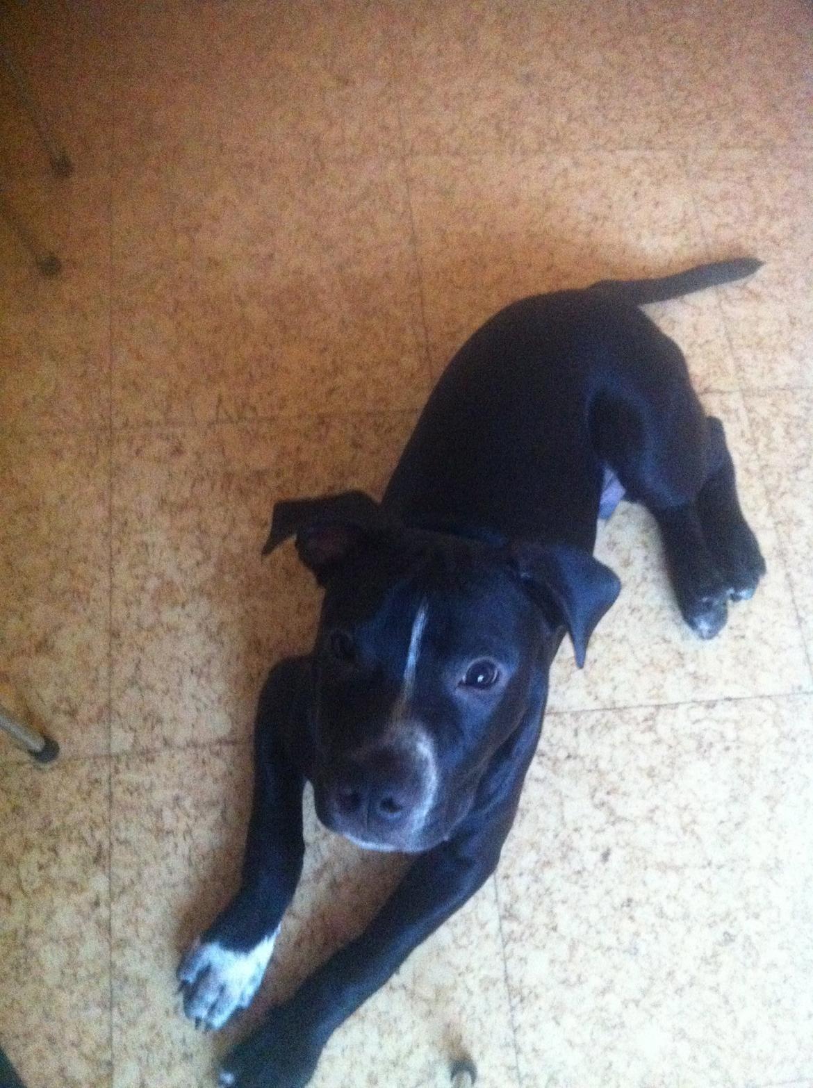 Blanding af racer Anton billede 7