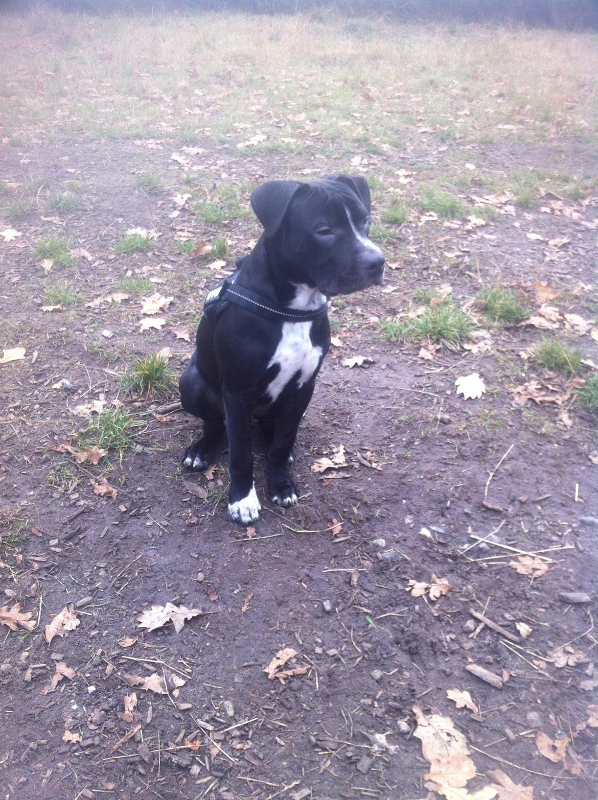 Blanding af racer Anton billede 8