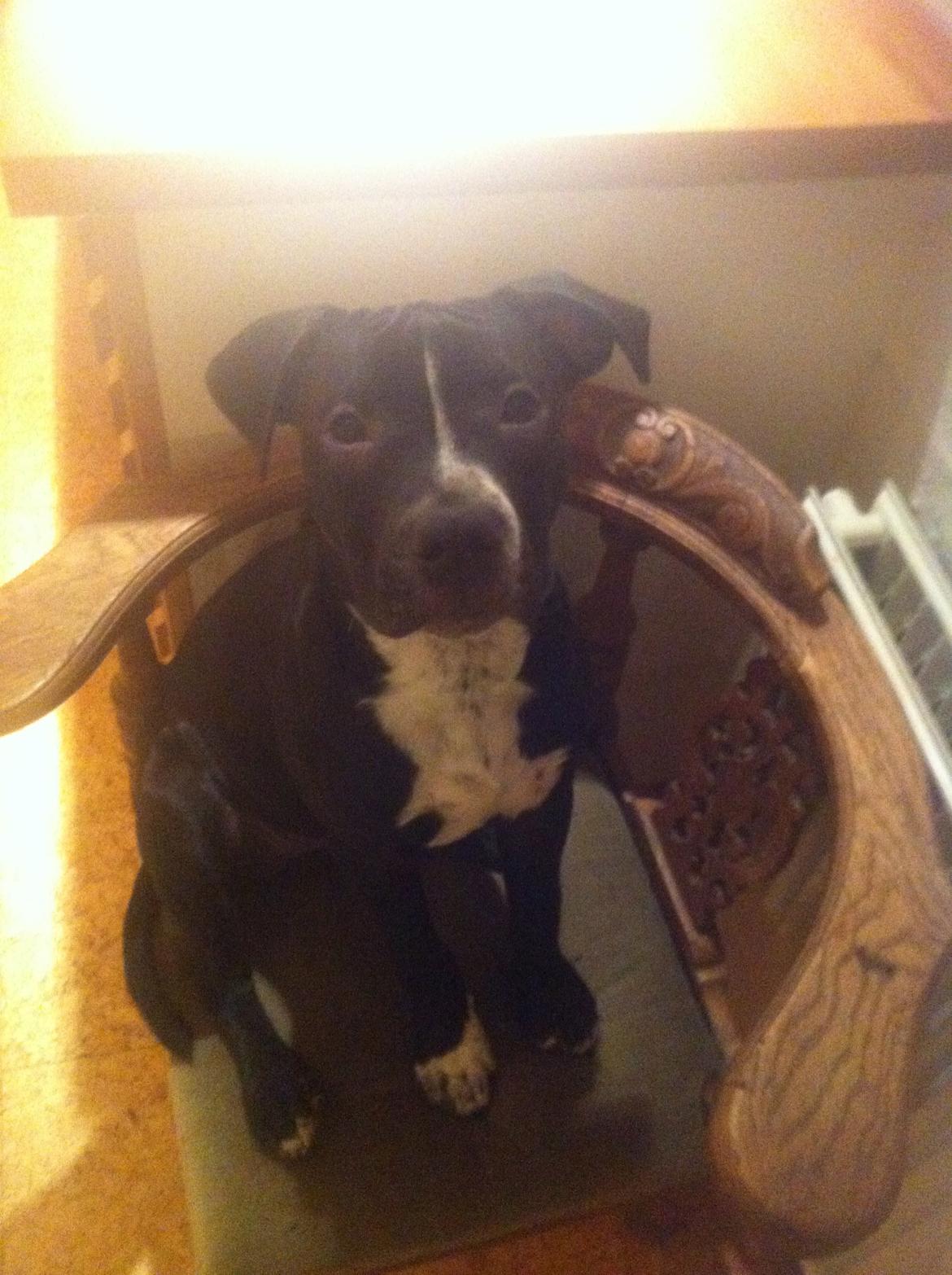 Blanding af racer Anton billede 9