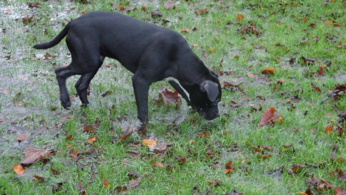 Blanding af racer Anton billede 10