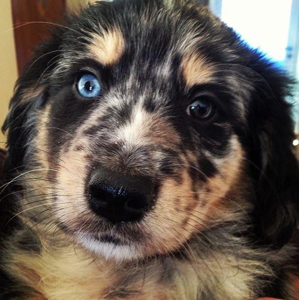 Blanding af racer Merci 6 år <3 - 7 uger gammel (3. gang jeg ser hende), så fint blåt øje og et brunt..  billede 18