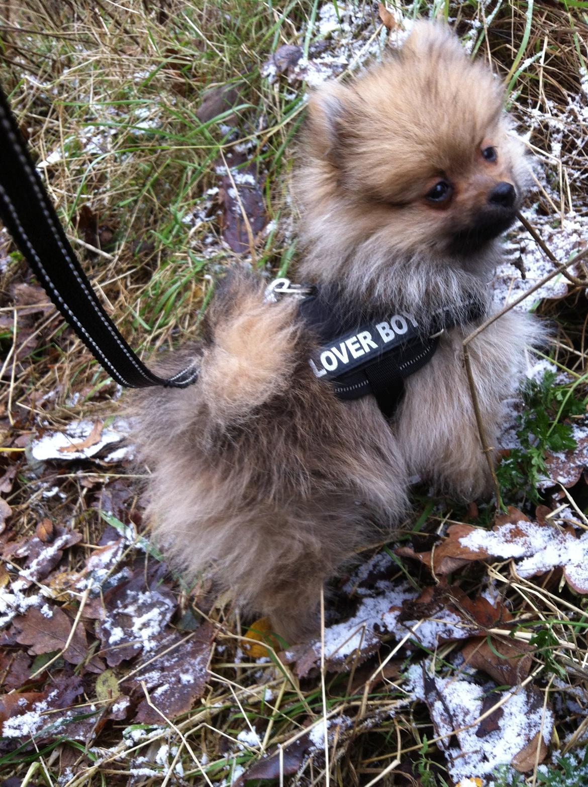 Pomeranian Anes Emil-Balou - Første sne!
12 uger gammel! billede 10