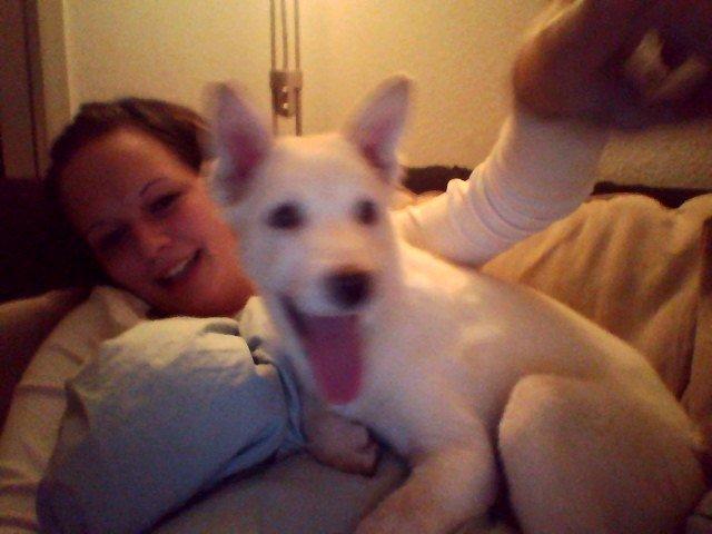 Blanding af racer Nischa billede 5