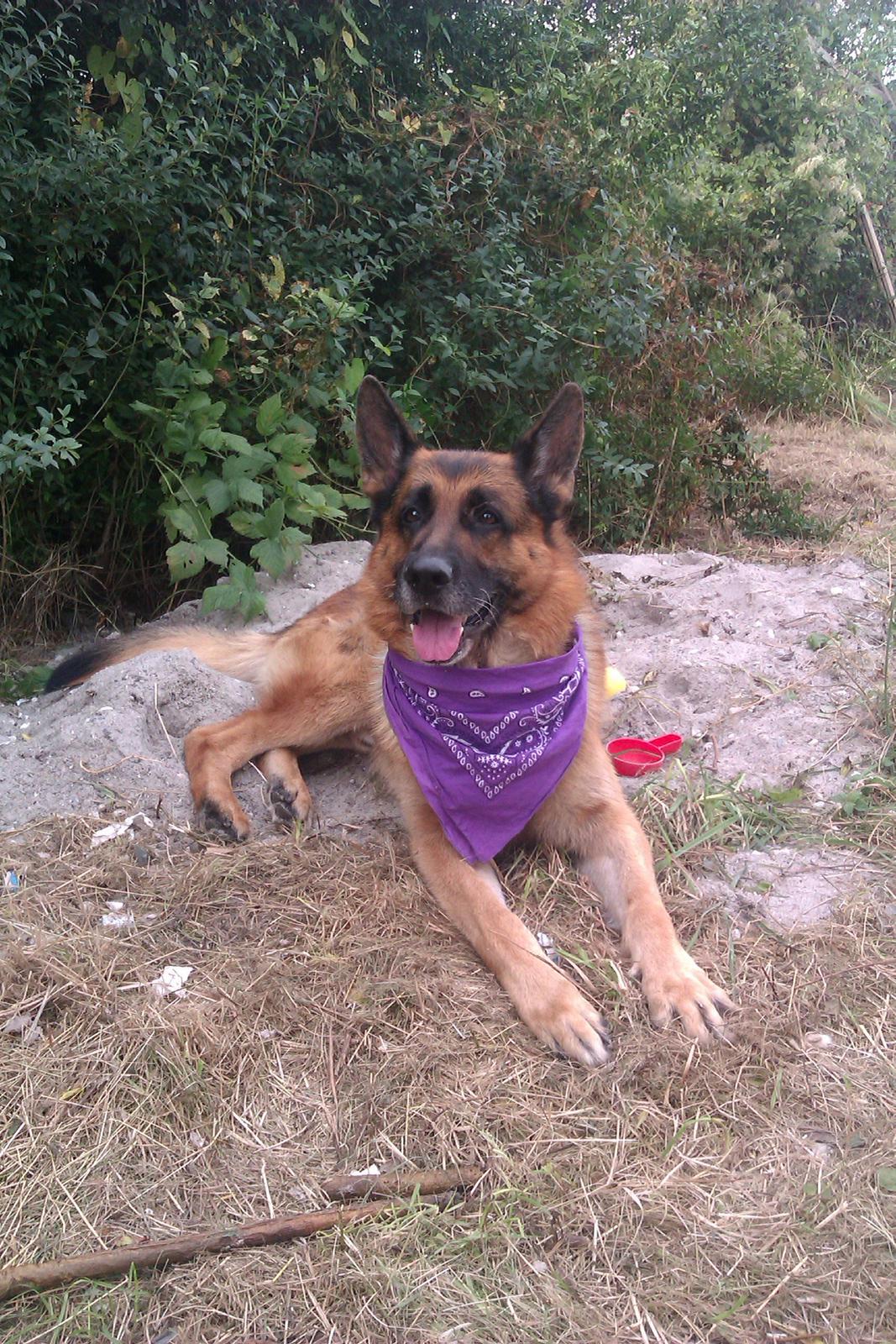 Schæferhund Scharmark's Obelix billede 1