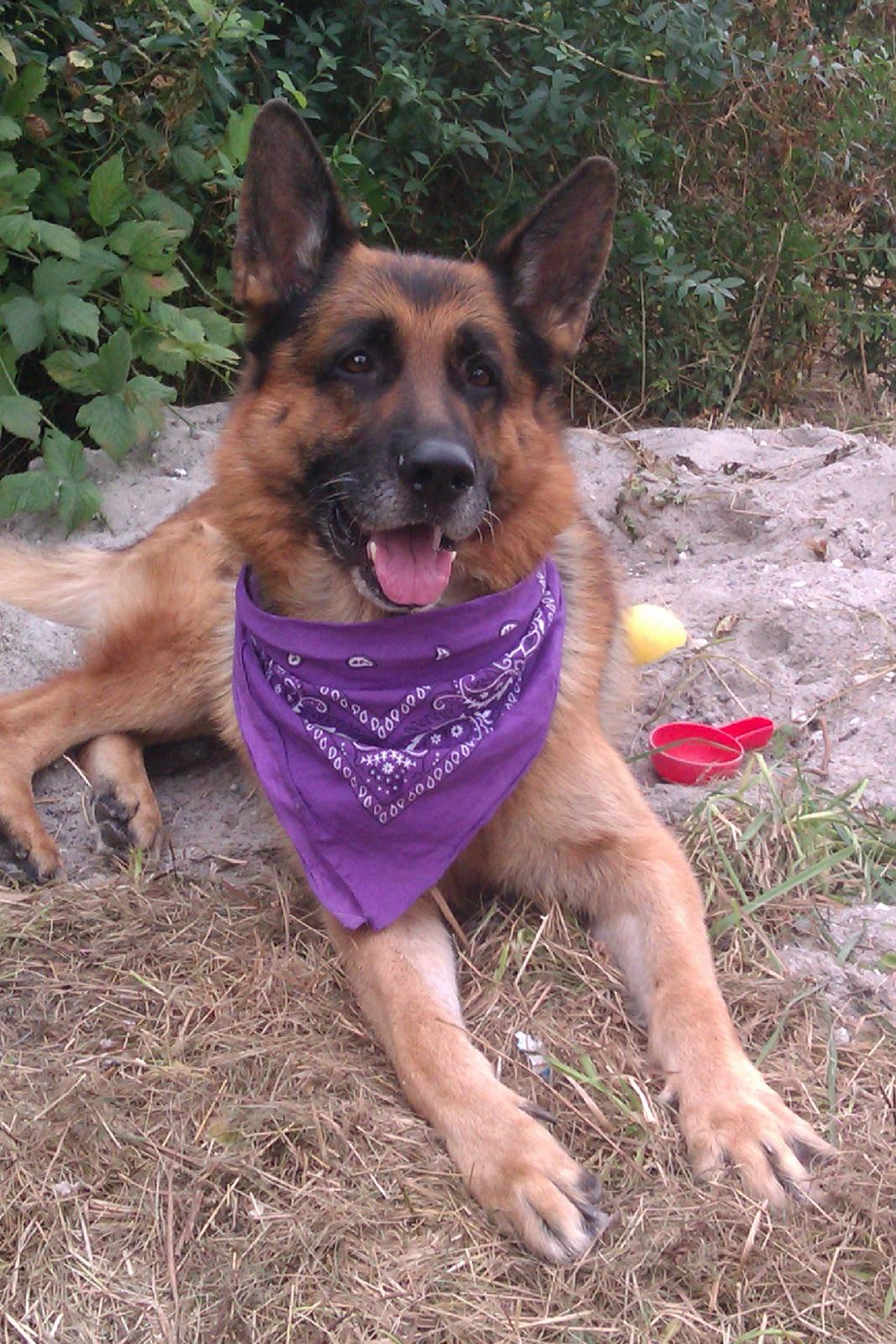 Schæferhund Scharmark's Obelix billede 2