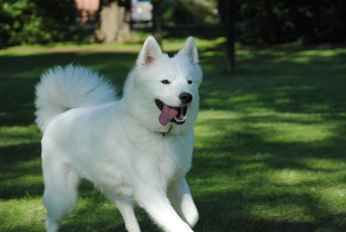 Samojedhund Smilla billede 5