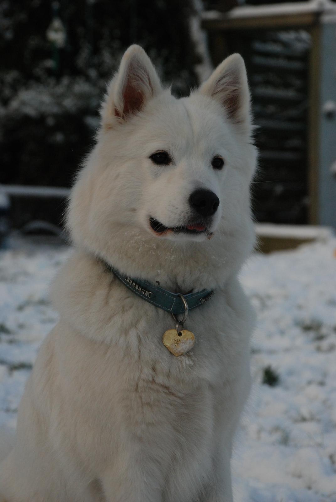 Samojedhund Smilla billede 1