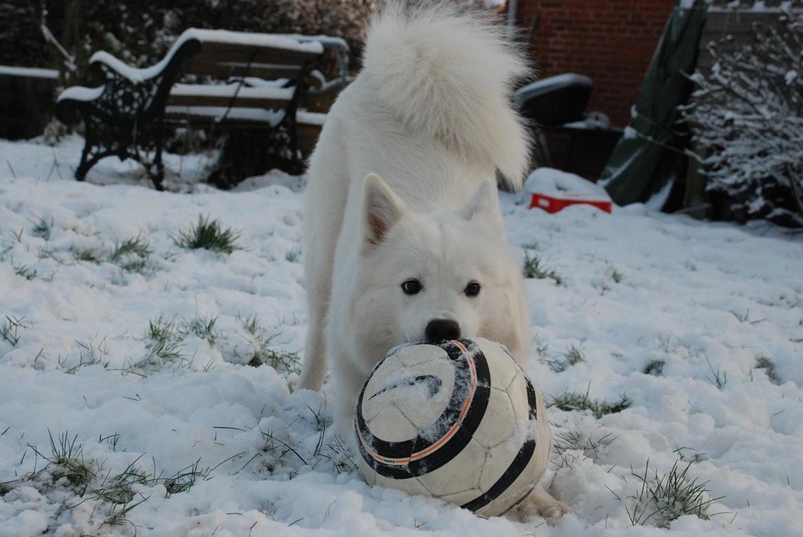 Samojedhund Smilla billede 7