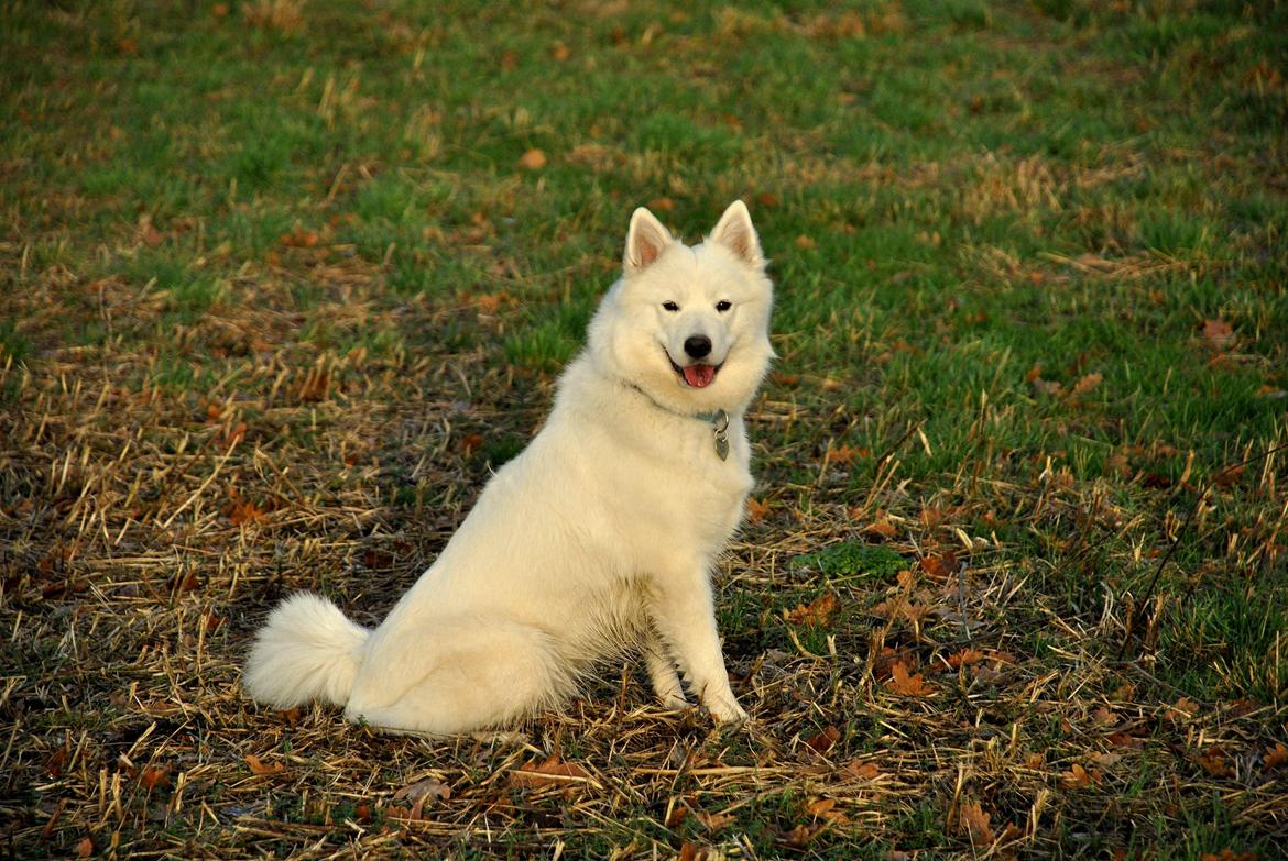 Samojedhund Smilla billede 8