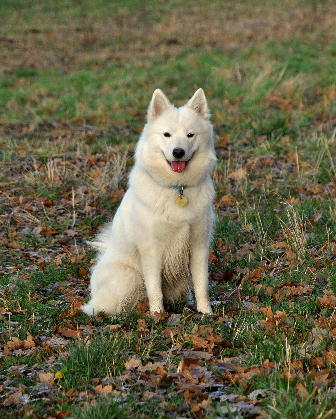 Samojedhund Smilla billede 9