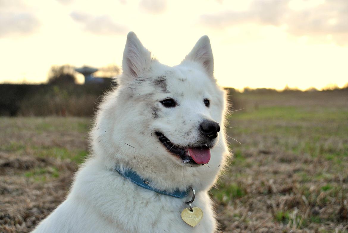 Samojedhund Smilla billede 10