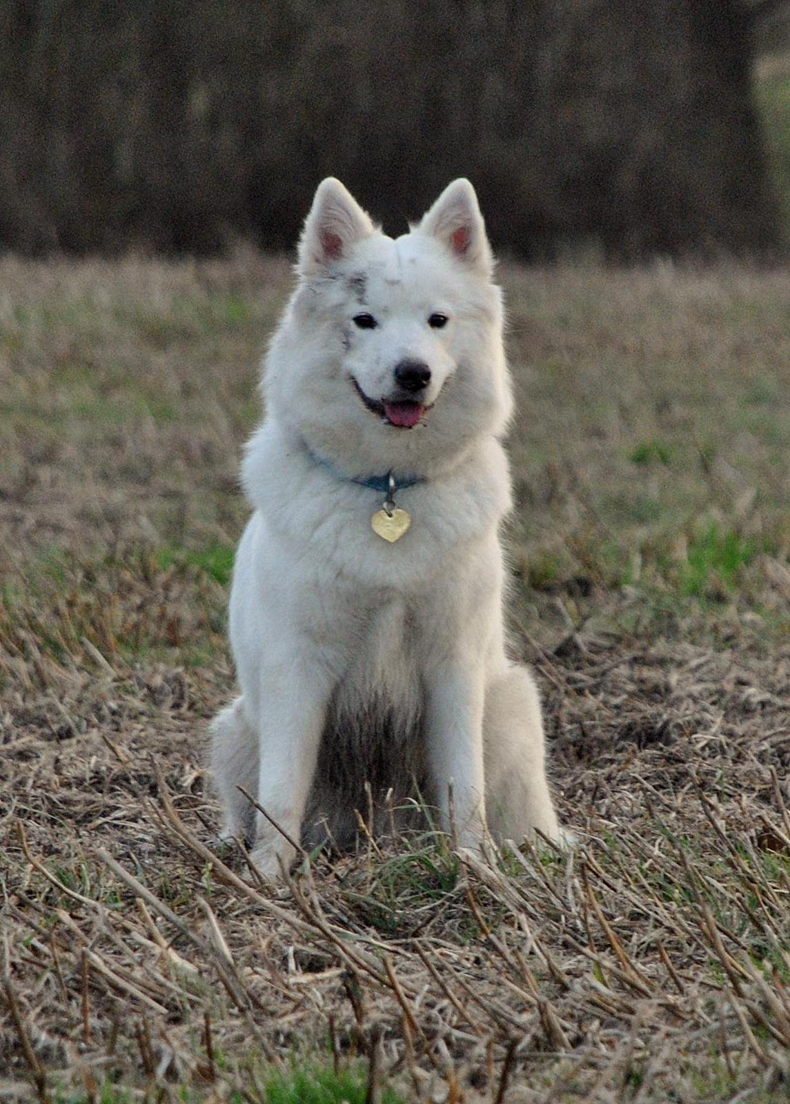 Samojedhund Smilla billede 11