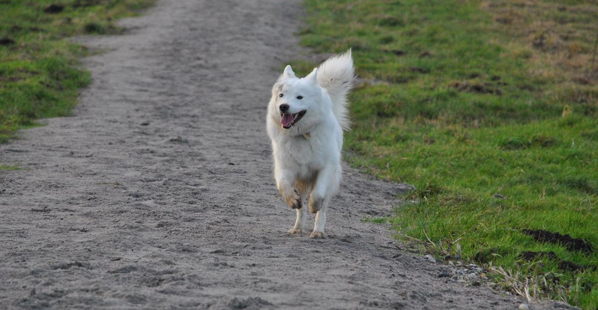 Samojedhund Smilla billede 12