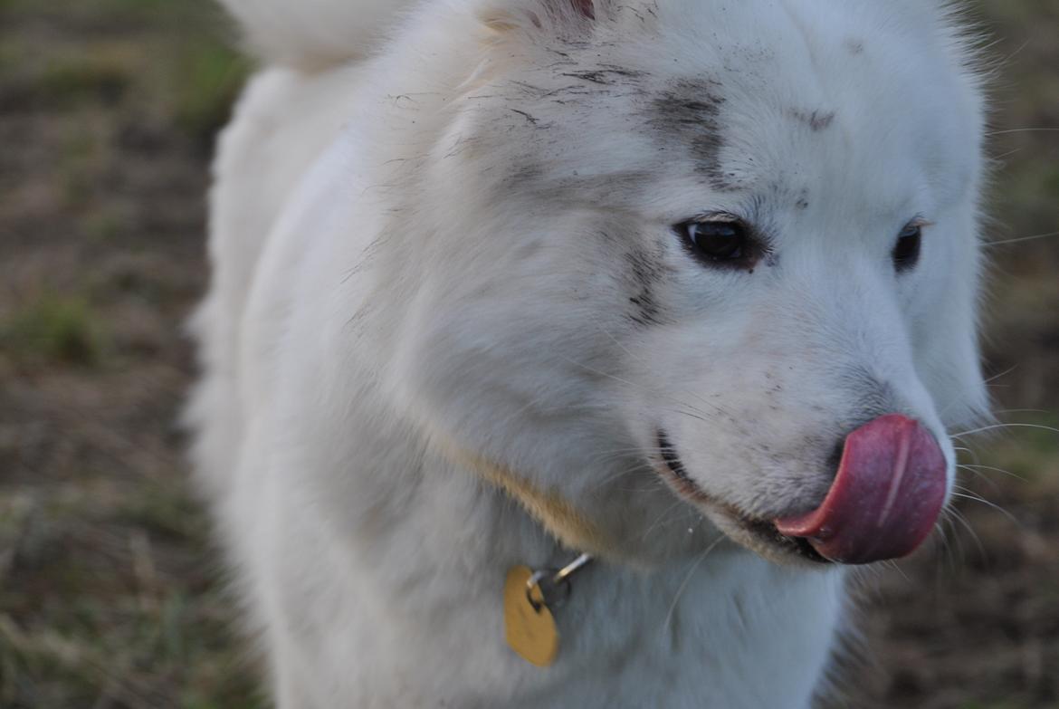 Samojedhund Smilla billede 13