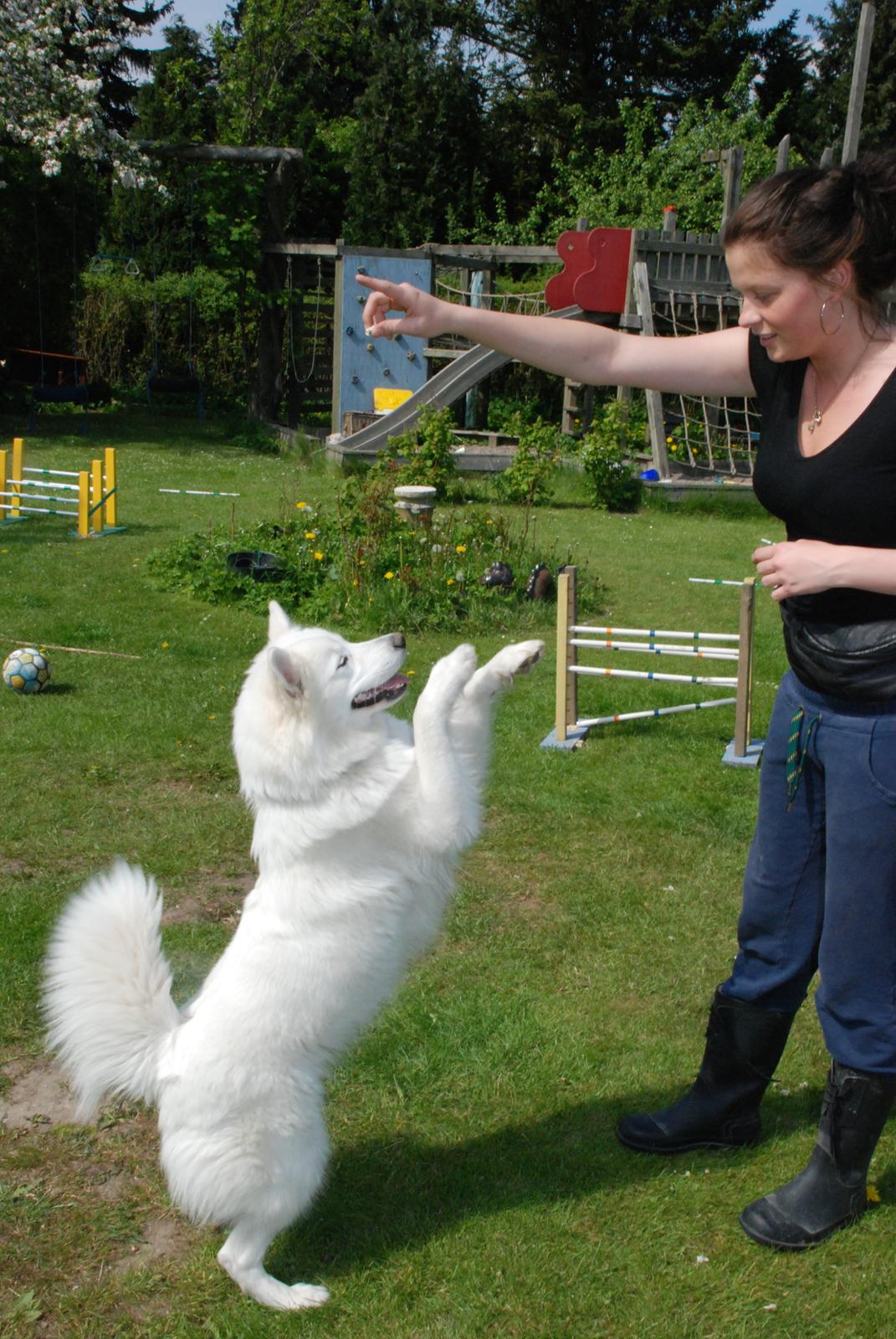 Samojedhund Smilla billede 14