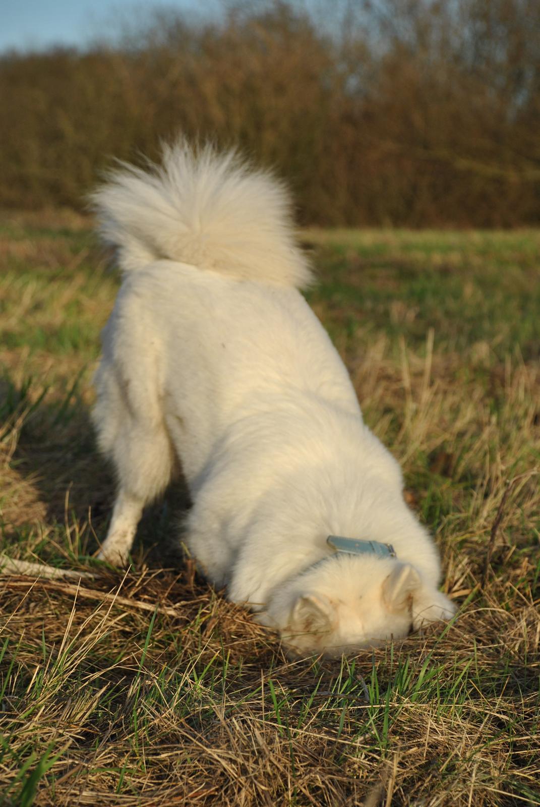 Samojedhund Smilla billede 15