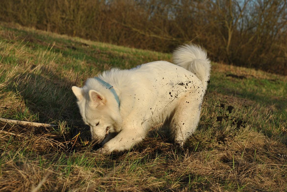 Samojedhund Smilla billede 16