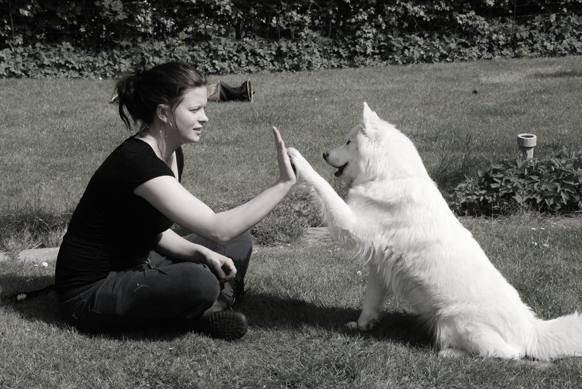 Samojedhund Smilla billede 17