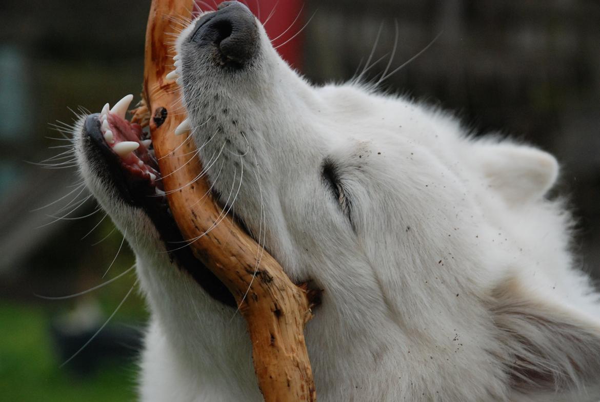 Samojedhund Smilla billede 18