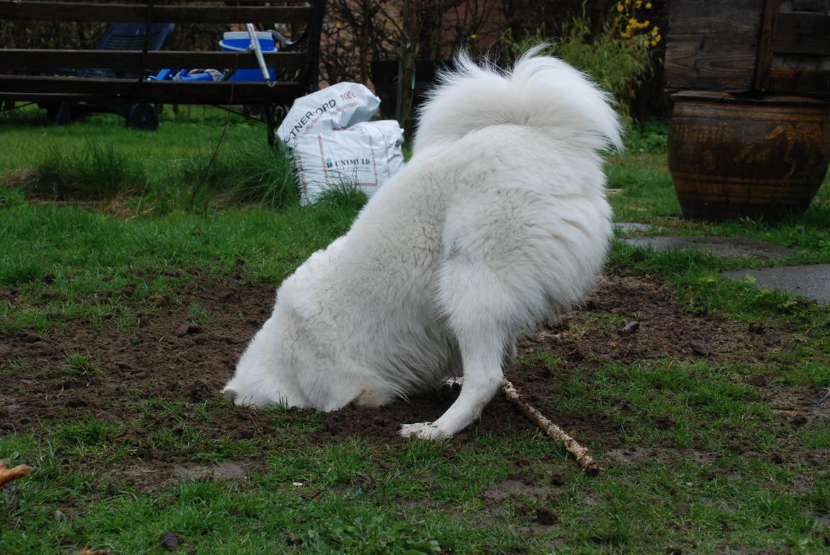 Samojedhund Smilla billede 19