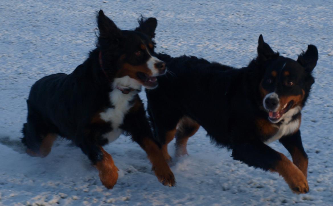 Berner sennenhund Nala *min eneste  ene* billede 17