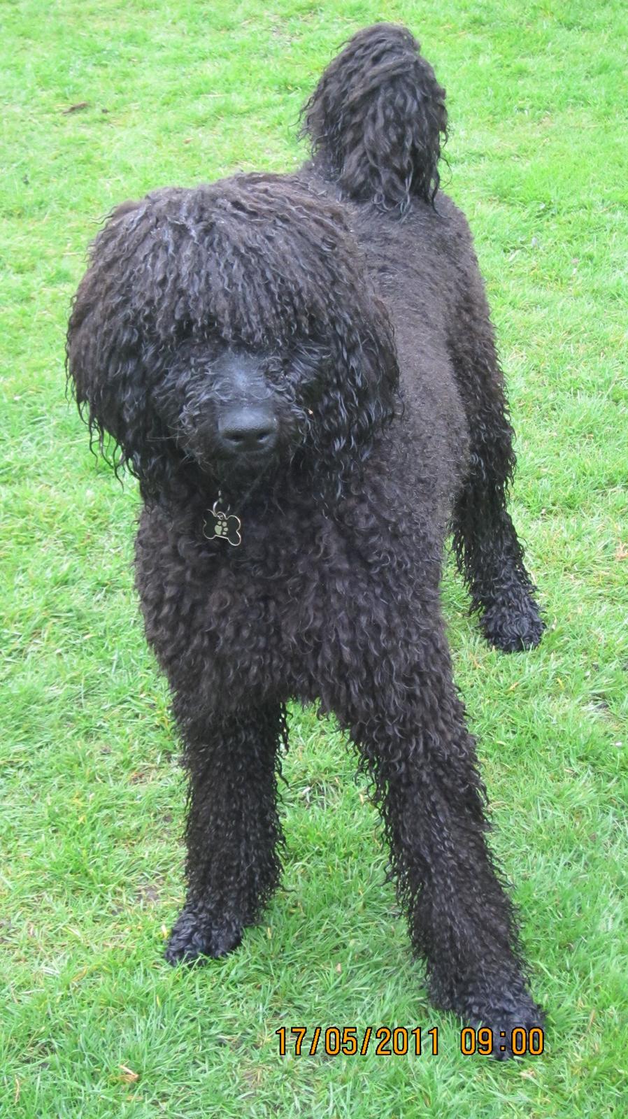 Storpuddel Be-Diva Balder The Kind God:* - Efter han har været i bad ;) billede 5