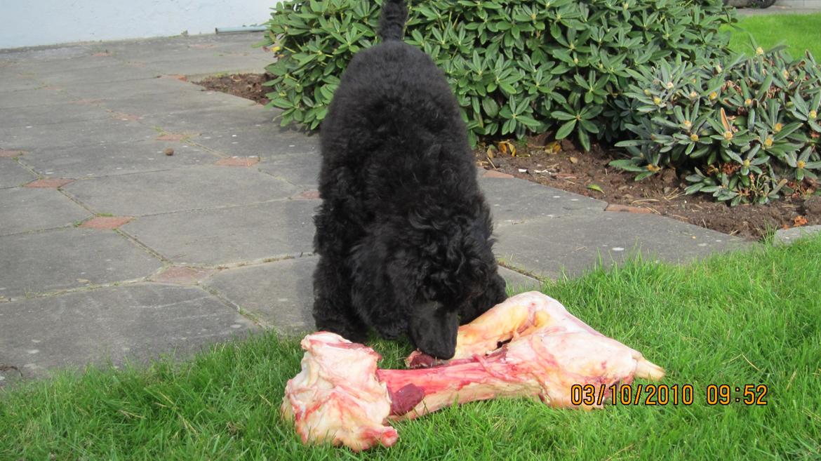 Storpuddel Be-Diva Balder The Kind God:* - hvem spiser hvem ;) billede 3