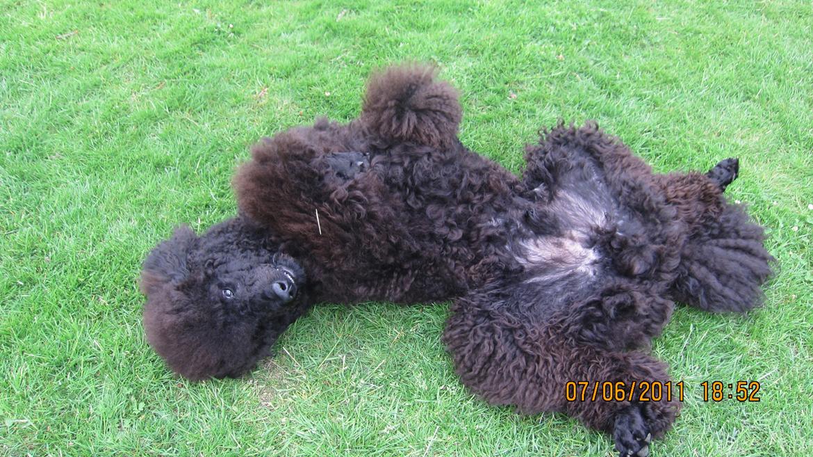 Storpuddel Be-Diva Balder The Kind God:* - Floffi! <3 billede 6