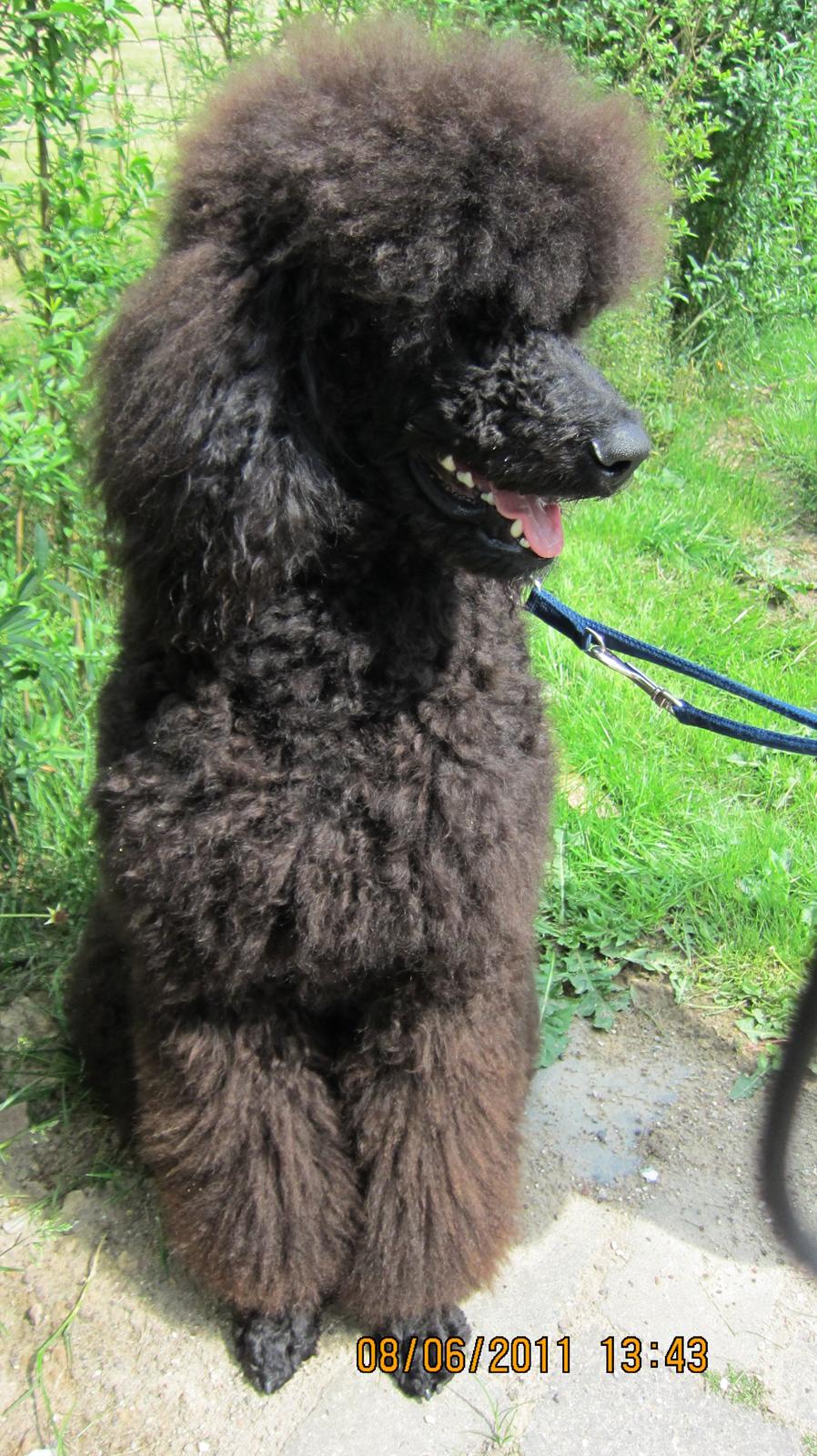 Storpuddel Be-Diva Balder The Kind God:* - Før... billede 7