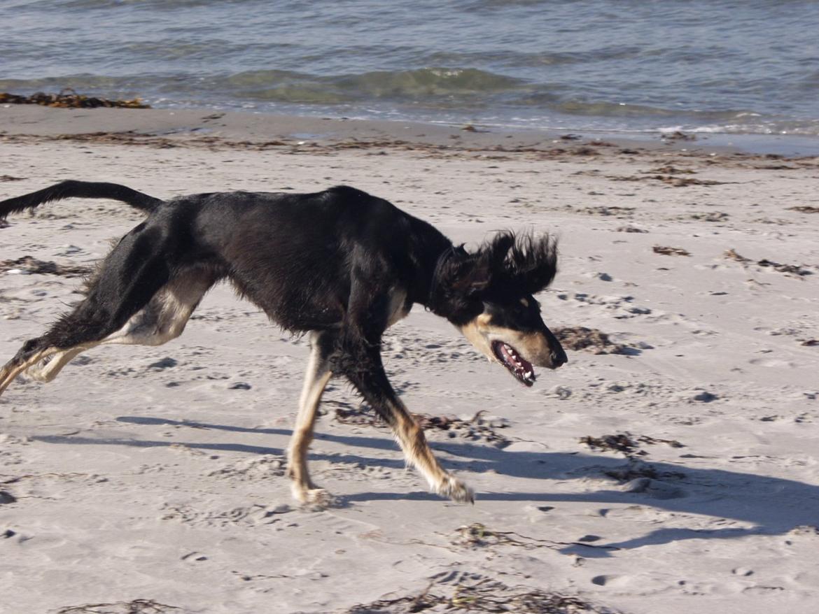 Saluki Kirman Arania billede 1