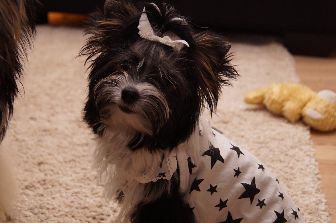 Biewer yorkshire terrier Hamila billede 11