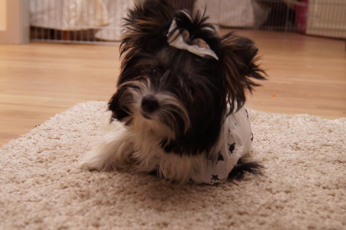 Biewer yorkshire terrier Hamila billede 12